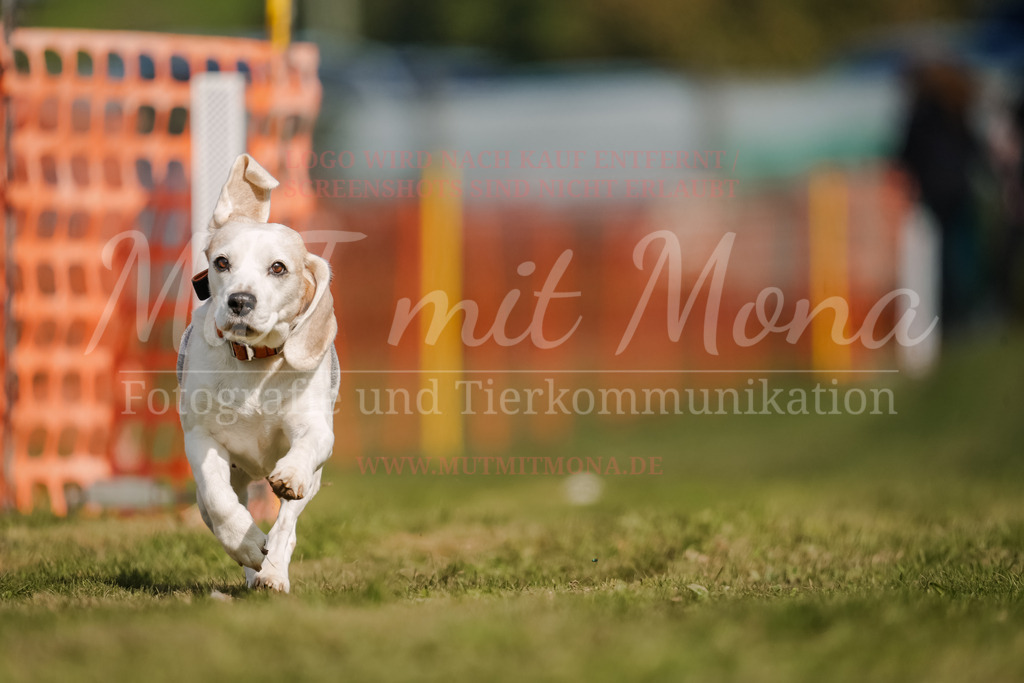 20250928_Hunderennen-469 | MuT (Mensch und Tier) mit Mona - Fotografie und Tierkommunikation - Realisiert mit Pictrs.com