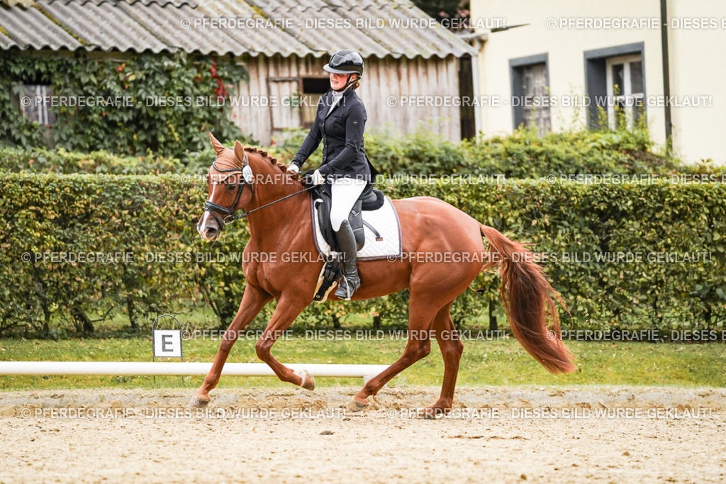 DSC08253 | Pferdegrafie