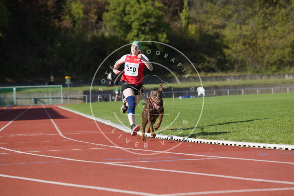 0L8A9524 | Hundefotografie, Tierfotograf, Pfotenfotografie, Fotoshooting Hund, Hunde Portrait, Hundesport, Hundeportraits, Heideshooting, Hunde, Sportfotograf, Hundefotograf, Turnierhundsport, THS,  - Realisiert mit Pictrs.com
