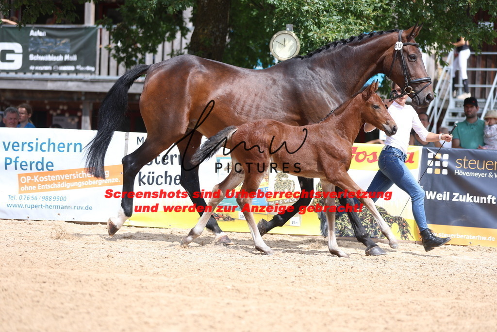 Fohlenschau_Schwäbisch_Hall_dressurbetonte_Fohlen_KN 13_2 | lmwpictures - Realisiert mit Pictrs.com