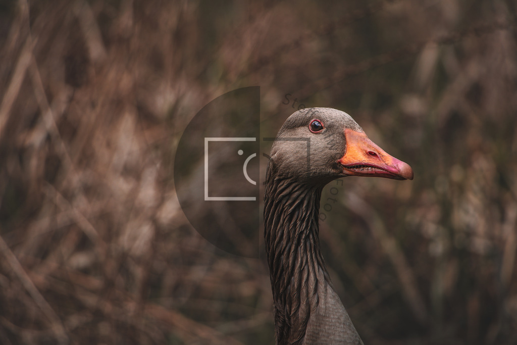 Wandbild Graugans | Ich bin Fotograf und auf meiner Webseite hast du die Möglichkeit meine fotografie als Wandbilder druckfertig für dein Zuhause zu bestellten. - Realisiert mit Pictrs.com