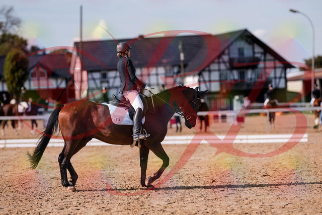 2026_10_03_Siefer-Hof_130221_Z81_56287769 | Professionelle Reitsport-, Turnier- und Eventfotografie von Robert Broda. Galerien mit ausgewählten und bearbeiteten Bildern direkt online ansehen und bestellen.