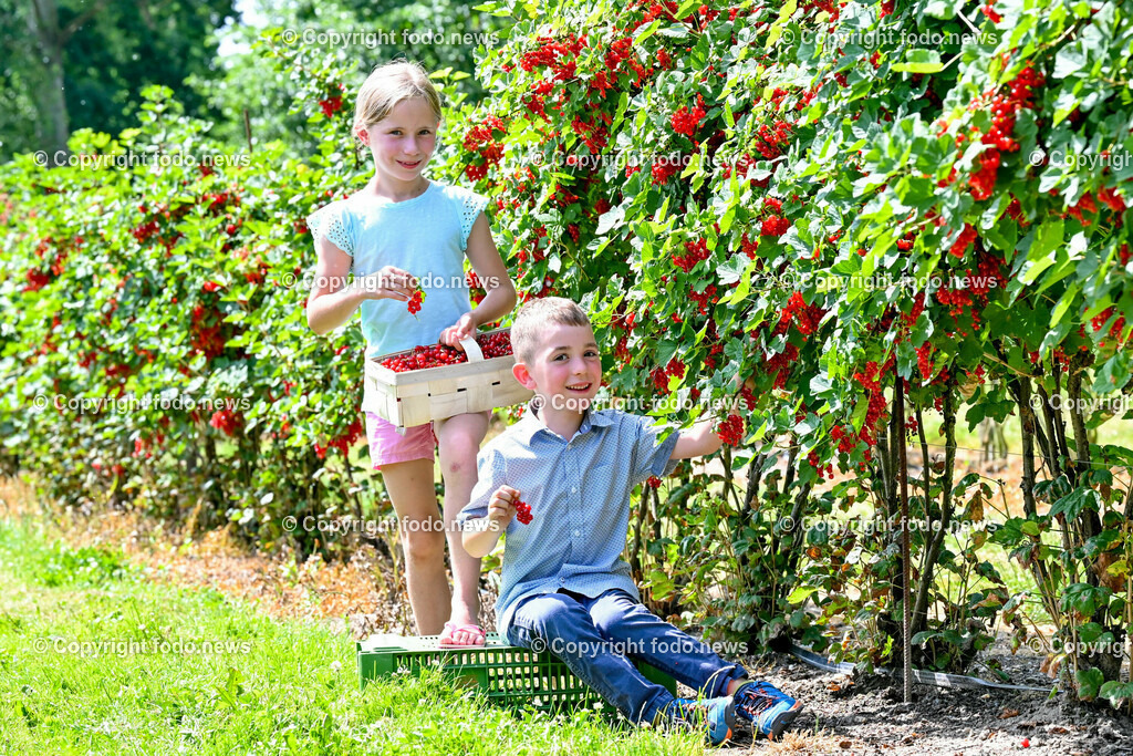 Erdbeeren_ Himbeeren_ Ribisel_ Mayer_ 20.06.2023-13 | 20.06.2023, Raffelding, AUT, Erdbeeren, Himbeeren, Ribisel, Mayer, im Bild Leonora und Maximilian im Ribiselgarten