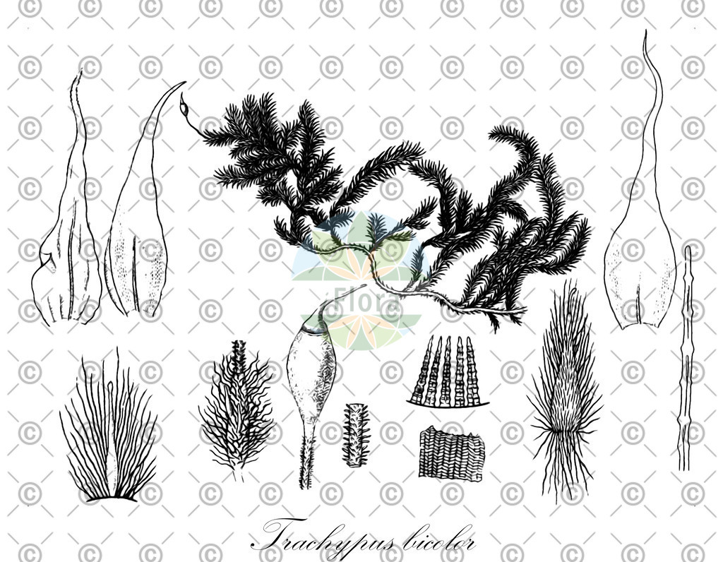 HistAbb_wfo-0000410931_1_ENZY_Simple | Historische Abbildung von Trachypus bicolor - Meteoriaceae | Historical Illustration of Trachypus bicolor - Meteoriaceae