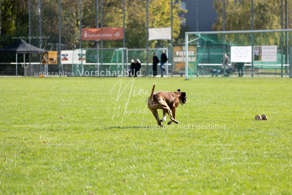 _16A6941 | Einzigartige Fotos von Hunden & Menschen –Actionfotos, Portraits, Vereinsaufnahmen & Paarshootings – authentisch, lebendig & mit Herz.
