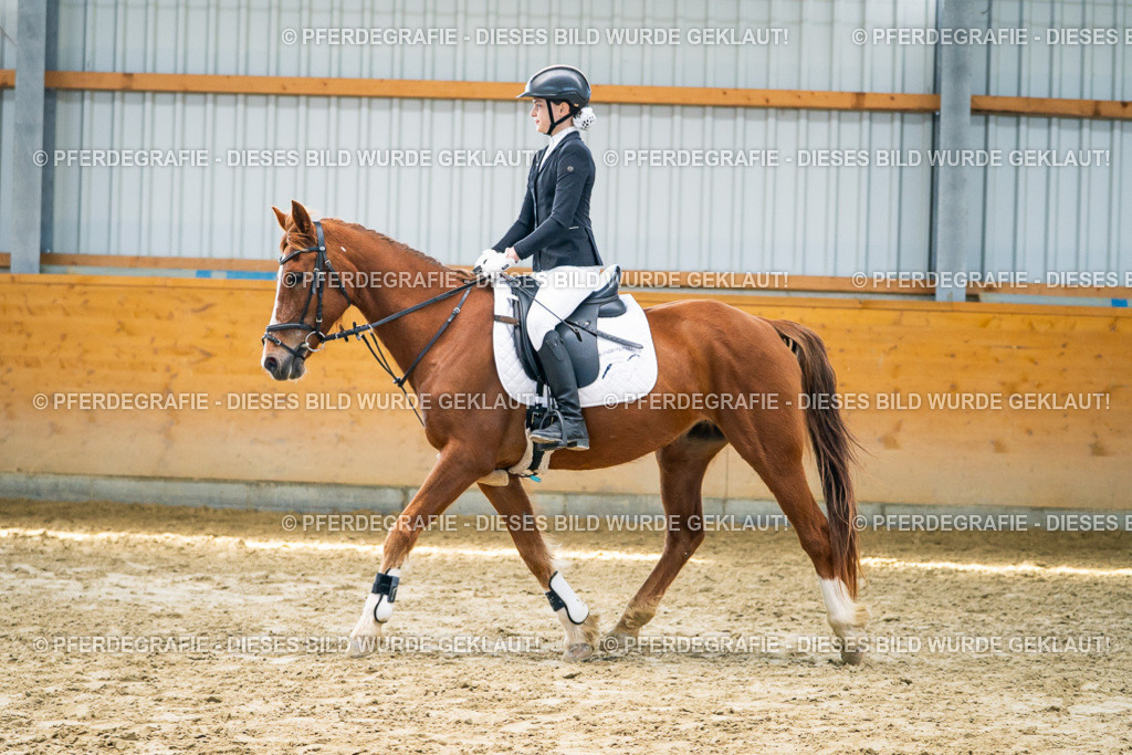 DSC01682 | Pferdegrafie