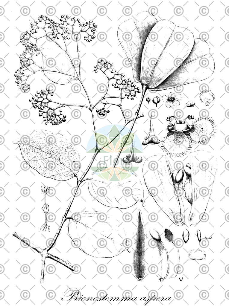 HistAbb_wfo-0000817513_1_ENZY_Simple | Historische Abbildung von Prionostemma aspera - Celastraceae | Historical Illustration of Prionostemma aspera - Celastraceae