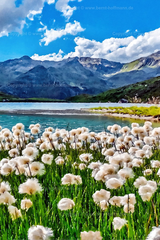 PAD2_GK_Wollgras_02_80x120 | DIGITALKUNST. Wollgras vor dem Bergsee. __ Das Basisfoto für dieses malerisch verwandelte Werk hat der Österreicher  Hobbyfotograf Gerhard Keuschnig gemacht und es Bernt Hoffmann für dessen Kunstpart zur Verfügung gestellt. __ Farbvariation. Seitenverhältnis = 2 zu 3. - Realisiert mit Pictrs.com