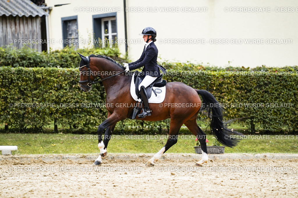 DSC07841 | Pferdegrafie