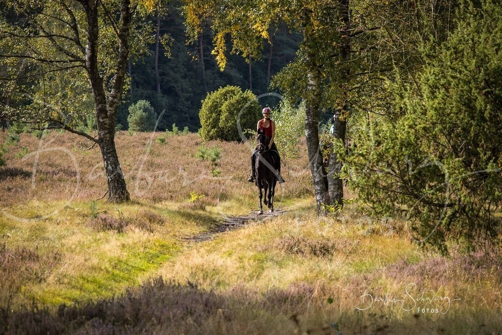 DdLH-WehlenerHeide_2025-09-20_51 | Fotografie, Veranstaltungs-Fotografie, Pferde-Fotografie, Landschafts-Fotografie, Reise-Fotografie - Realisiert mit Pictrs.com