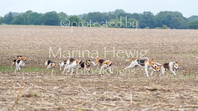 Jagd Perdoel 26 Sony-03260_MarinaHewig | Fotografie, FotoArt, PferdesportArt, Pferdesportfotografie, Landschaftsfotografie, Reisefotografie, Reise, Pferde - Realisiert mit Pictrs.com