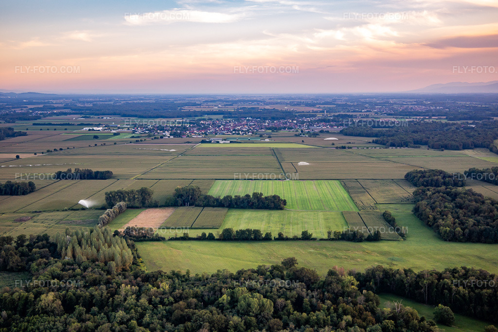 Aerial view: Cornfields in front of the village from the north in Hilsenheim in the state Bas-Rhin, France. – Photo: IMG_137930.jpg taken on 08/18/2023 by Werner Riehm/FLY-FOTO.com – Resolution of the original: 5472 x 3648 px