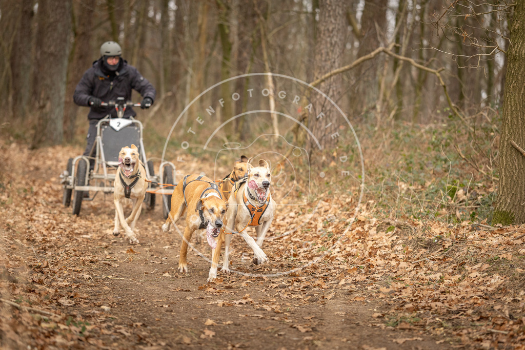 Pfotenfotografie_DV3A8678 | Hundefotografie, Tierfotograf, Pfotenfotografie, Fotoshooting Hund, Hunde Portrait, Hundesport, Hundeportraits, Heideshooting, Hunde, Sportfotograf, Hundefotograf, Turnierhundsport, THS,  - Realisiert mit Pictrs.com