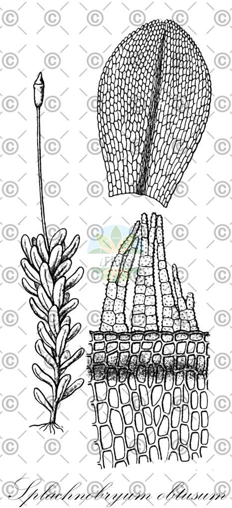 HistAbb_wfo-0001190489_1_ENZY_Simple | Historische Abbildung von Splachnobryum obtusum - Pottiaceae | Historical Illustration of Splachnobryum obtusum - Pottiaceae