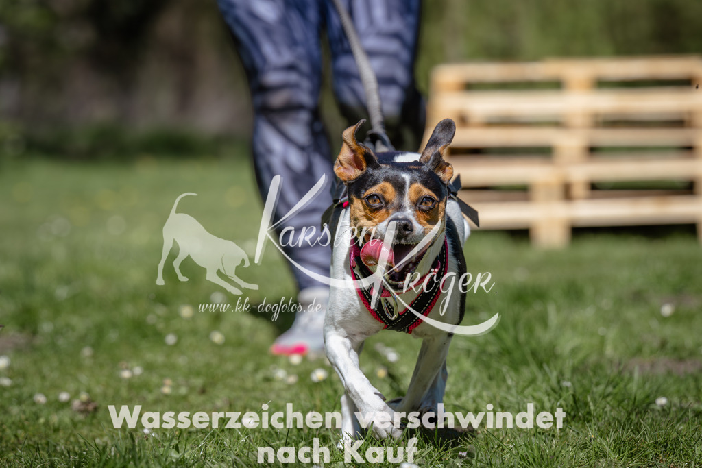 1226_ZZ91672 | kk-dogfotos