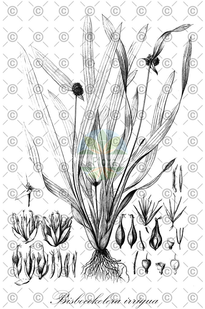 HistAbb_wfo-0000342237_1_ENZY_Simple | Historische Abbildung von Bisboeckelera irrigua - Cyperaceae | Historical Illustration of Bisboeckelera irrigua - Cyperaceae