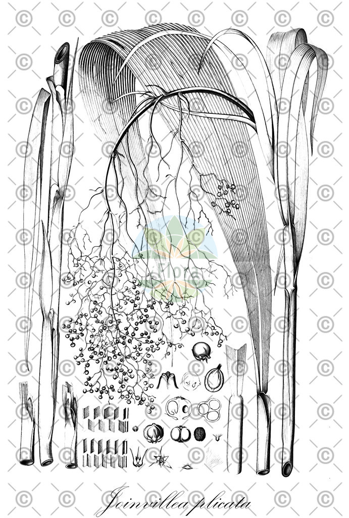 HistAbb_wfo-0000220156_1_ENZY_Simple | Historische Abbildung von Joinvillea plicata - Joinvilleaceae | Historical Illustration of Joinvillea plicata - Joinvilleaceae