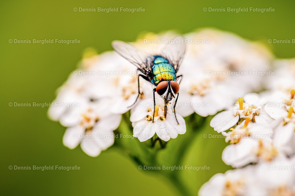 Fliege 2 | Entdecken Sie Natur, Makro und Tierfotografie von Dennis Bergfeld.Besondere Momente und Details der Natur, hochwertig als Foto und Wandbild erhältlich. - Realisiert mit Pictrs.com