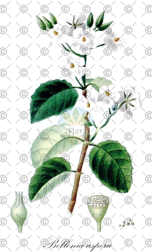 HistAbb_wfo-0001079007_1_ENZY_Simple | Historische Abbildung von Bellonia aspera - Gesneriaceae | Historical Illustration of Bellonia aspera - Gesneriaceae