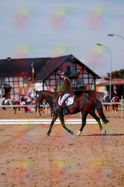 2026_10_03_Siefer-Hof_115442_Z81_94341576 | Professionelle Reitsport-, Turnier- und Eventfotografie von Robert Broda. Galerien mit ausgewählten und bearbeiteten Bildern direkt online ansehen und bestellen.