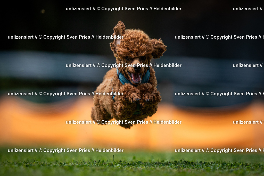 Sven Pries | 19. Allgemeines Hunderennen Karlsruhe Durlach - Realisiert mit Pictrs.com