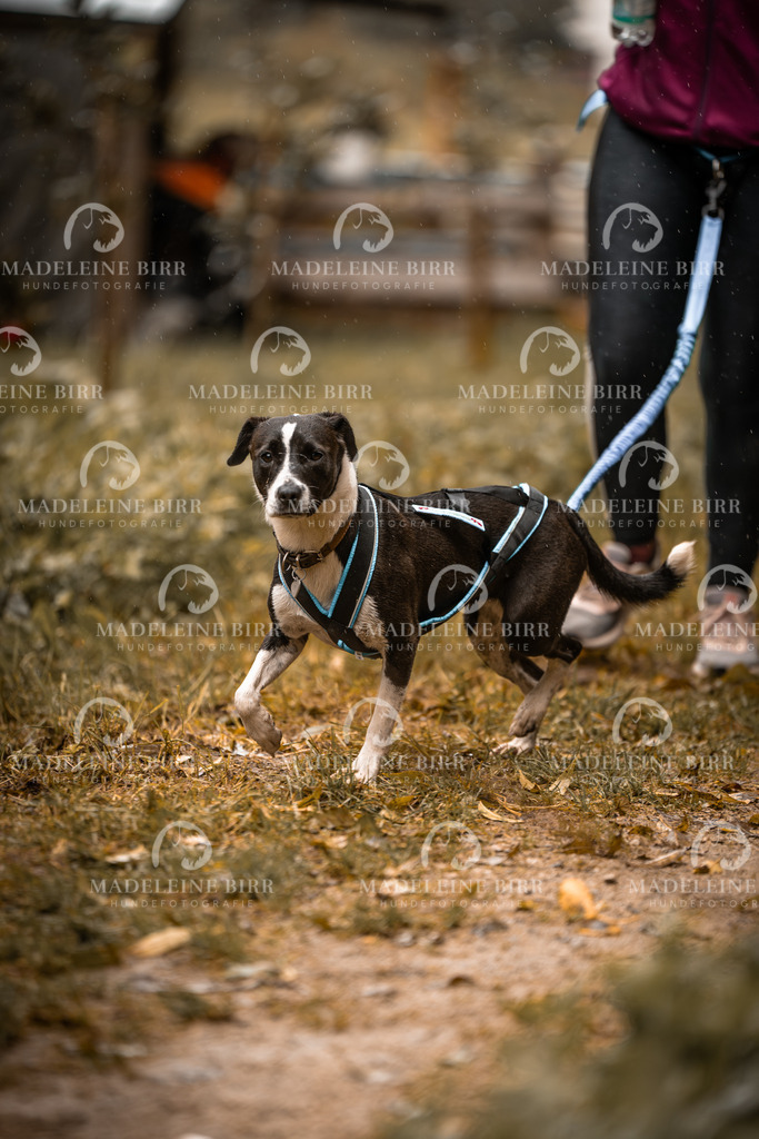 madeleinebirr-fotografie2025.campcanis.sa.8-9Uhr-149 | hundefotografie-birr