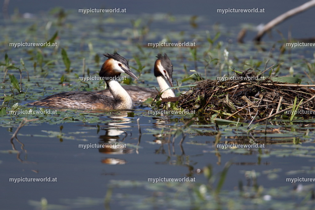 Haubentaucher-114 | Das Bilderarchiv über Tiere, Planzen und Landschaften. In der Bilddatenbank finden Sie ein große Auswahl an hochwertigen Bilder für Ihre Werbung - Realisiert mit Pictrs.com