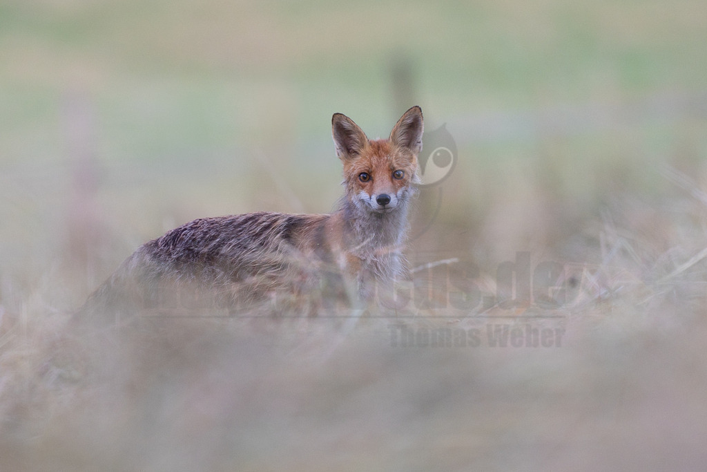 R6NF0703_20250629 | Ein Rotfuchs (Vulpes vulpes) steht in einem Feld mit trockenem Gras oder Heu und blickt aufmerksam direkt in die Kamera. Sein rötlich-braunes Fell ist im Vordergrund scharf zu sehen, während der Hintergrund unscharf in Grüntönen und hellem Braun gehalten ist. Das Tier scheint die Umgebung zu beobachten und interagiert durch seinen direkten Blick mit dem Betrachter. - Realisiert mit Pictrs.com