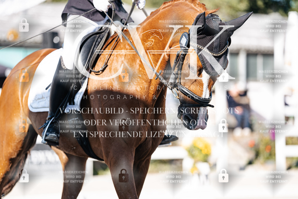 CK907173 | Turnierfotografie Pferdefotografie Trier Rheinland-Pfalz Pferdesport Reitsport Tierfotografie Sportfotografie Pferdevideo Pferdevideografie Equestrianvideography equestrianphotography  - Realisiert mit Pictrs.com