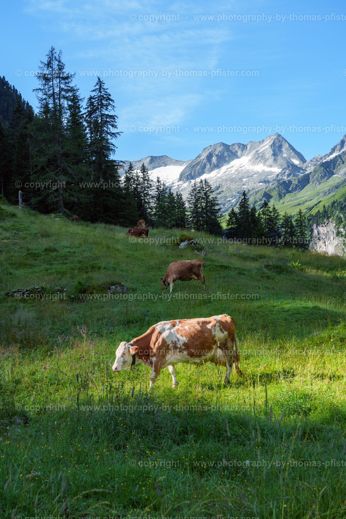 Schönachtal Gerlos Sommer copyright  Thomas Pfister-2 | PHOTOGRAPHY BY THOMAS PFISTER