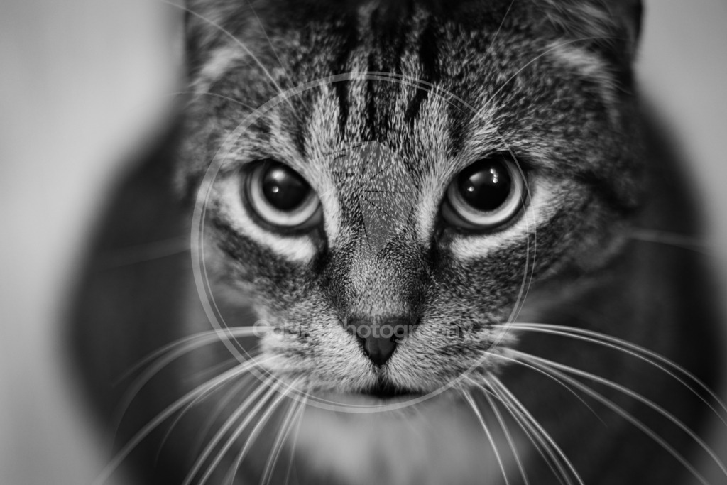 Der starrende Kater 1 | CoBra Photography - Realisiert mit Pictrs.com