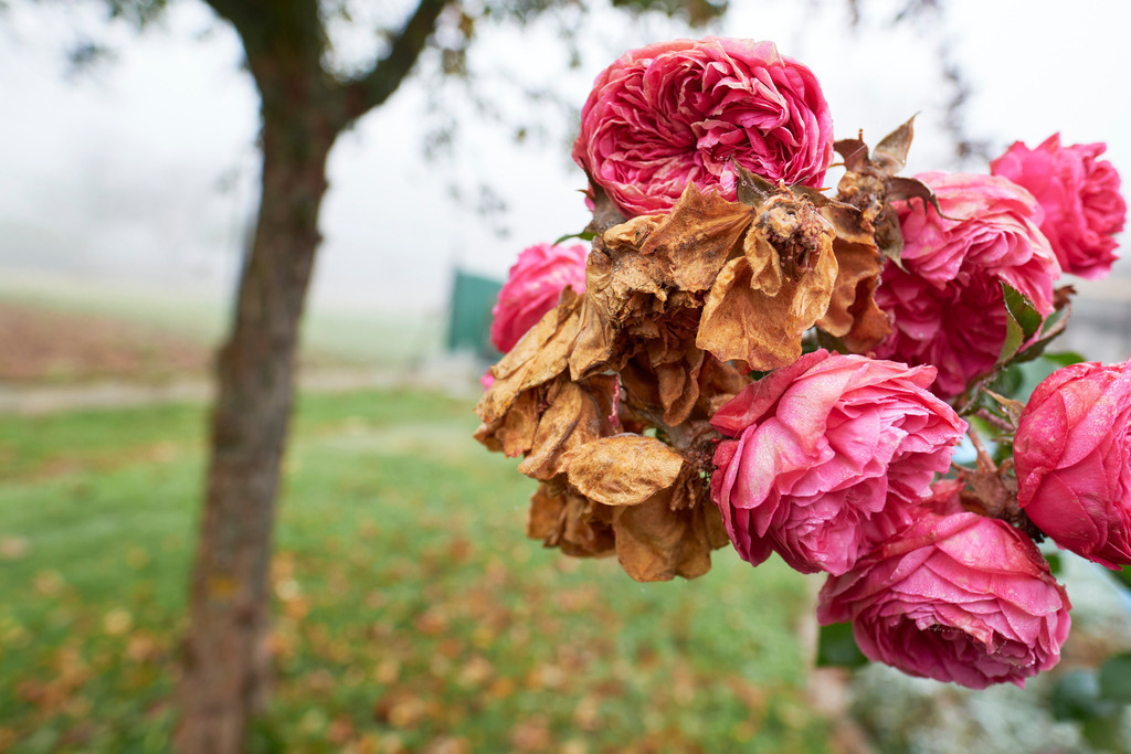 verblühte rote Rosen im Garten | Austria - October 31, 2021: verblühte rote Rosen im Garten mit kleinem Baum. - Realisiert mit Pictrs.com