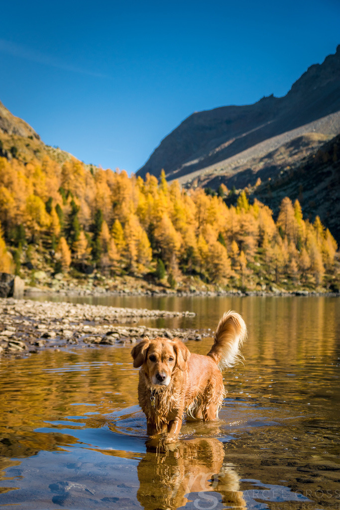 Golden Retriever dog in Lagh da Val Viola in Poschiavo | Golden Retriever in a Mountain Lake, Puschlav in autumn - Realisiert mit Pictrs.com