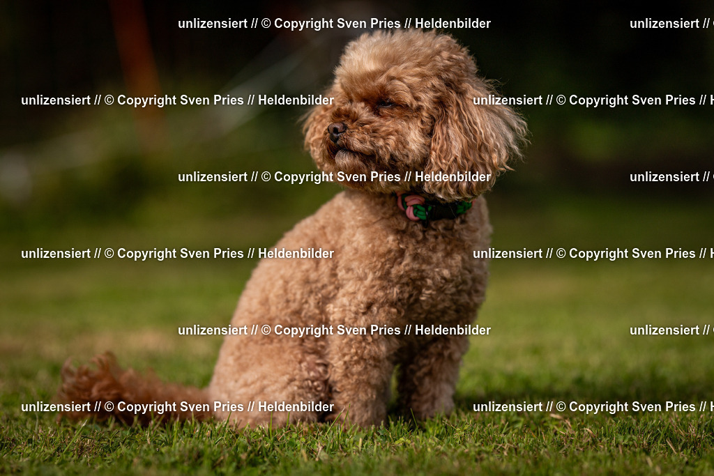 Sven Pries | 2024-09-22 - Hunderennen Baden-BadenPudelverein - Realisiert mit Pictrs.com