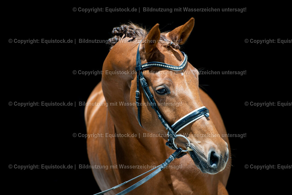 20210531_Warmblut-im-Portrait_0014 | Foto: Thomas Hartig