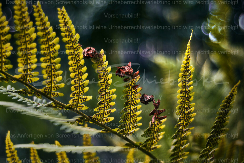 Wandbild Farn mit Bubble Bokeh | People- und Tierfotografie, Imageaufnahmen, Veranstaltungsfotografie und Wandbilder aus der Natur ★ Made in Germany ✔️ Druck + Downloads ✔️ Naturfotografie in Top Qualität ★ schneller Versand, weltweite Lieferung! - Realisiert mit Pictrs.com