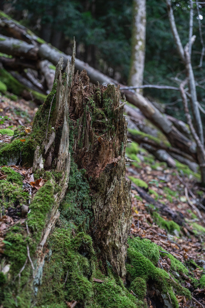 ZD250916094342 | Fotoshop von zweidimensional Fotografie. Ihr Fotograf im Aargau. Abzüge von Ihrem Fotobox Event bestellen.Abzüge von Ihrem Hochzeit bestellen.Abzüge von Ihrem Schulfotograf bestellen.