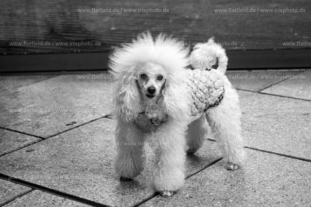 Pudel Trump | Gesehen in Frankfurt