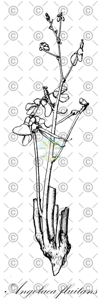 HistAbb_wfo-0000536542_286_ENZY_Simple | Historische Abbildung von Angolaea fluitans - Podostemaceae | Historical Illustration of Angolaea fluitans - Podostemaceae