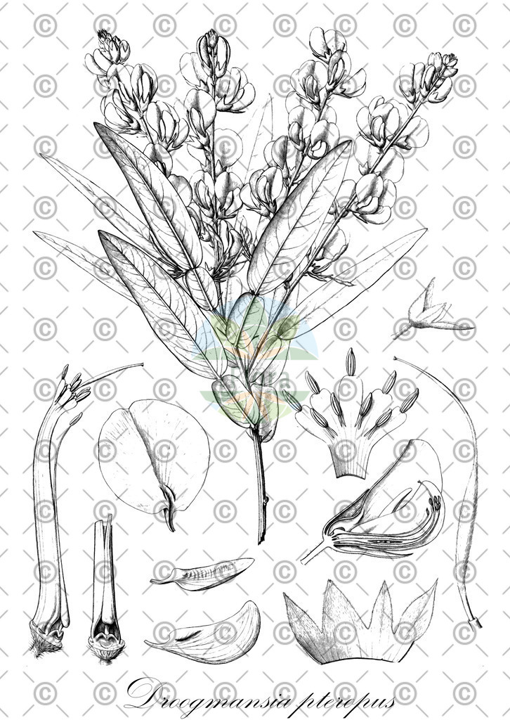 HistAbb_EMP_100217_SRC_Schlechtendal_FLORAD_SIMPLE | Historische Abbildung von Droogmansia pteropus - Fabaceae | Historical Illustration of Droogmansia pteropus - Fabaceae