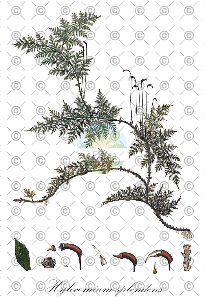 HistAbb_wfo-0000205451_1_ENZY_Simple | Historische Abbildung von Hylocomium splendens - Hylocomiaceae | Historical Illustration of Hylocomium splendens - Hylocomiaceae