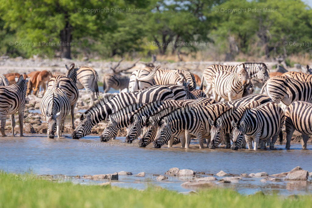 Etosha_Nationalpark_Namibia-430-Bearbeitet | piet_flosse