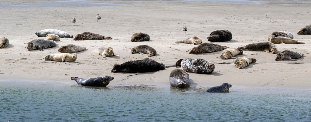 Seehundkolonie auf einer Sandbank vor Texel: Ruheplatz der Meeressäuger im Wattenmeer | Eine Kolonie von Seehunden und Kegelrobben liegt auf einer flachen Sandbank vor der Küste der niederländischen Nordseeinsel Texel. Während zahlreiche Tiere im Sand ruhen und sonnenbaden, schwimmen vereinzelte Robben am spülenden Wassersaum. Im Hintergrund verteilen sich Möwen auf der Weite des Strandes. Das Motiv eignet sich ideal für redaktionelle Beiträge zum Nationalpark Wattenmeer, zu Artenschutz, Heimischer Tierwelt, Nordseetourismus und Naturerlebnissen - Realisiert mit Pictrs.com