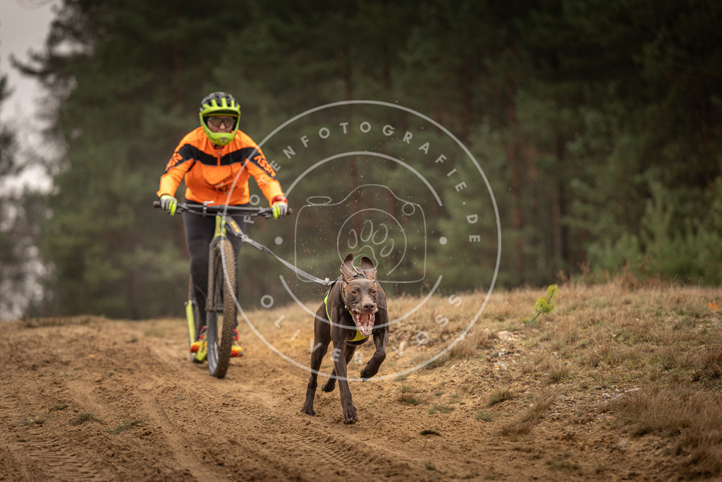 Pfotenfotografie_DV3A4431 | Hundefotografie, Tierfotograf, Pfotenfotografie, Fotoshooting Hund, Hunde Portrait, Hundesport, Hundeportraits, Heideshooting, Hunde, Sportfotograf, Hundefotograf, Turnierhundsport, THS,  - Realisiert mit Pictrs.com