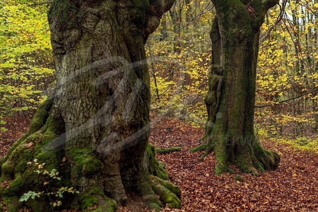 NatureArt-OAKTREES_0159 | Zwei dicke Bäume im Herbst | #004 | Modell: Lenny | Foto: Dennis Largo Schulz - Realisiert mit Pictrs.com