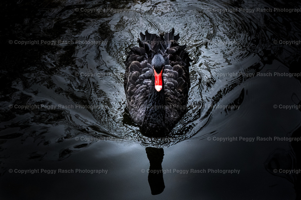 schwarzer Schwan | PeggyRaschPhotography - Realisiert mit Pictrs.com