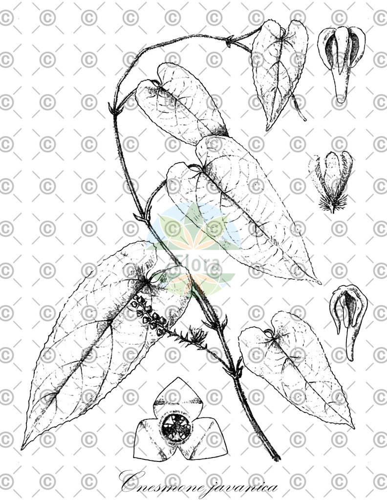 HistAbb_wfo-0000612747_1_ENZY_Simple | Historische Abbildung von Cnesmone javanica - Euphorbiaceae | Historical Illustration of Cnesmone javanica - Euphorbiaceae