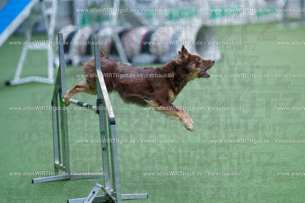 @allesWIRTHgut_Tierfotografie - www.allesWIRTHgut.de - 2604261140-7R500165 | Professionelle Tierfotografie in Mönchengladbach von Daniel Wirth (allesWIRTHgut). Liebevolle & natürliche Bilder von Hunden & Katzen für unvergessliche Erinnerungen.