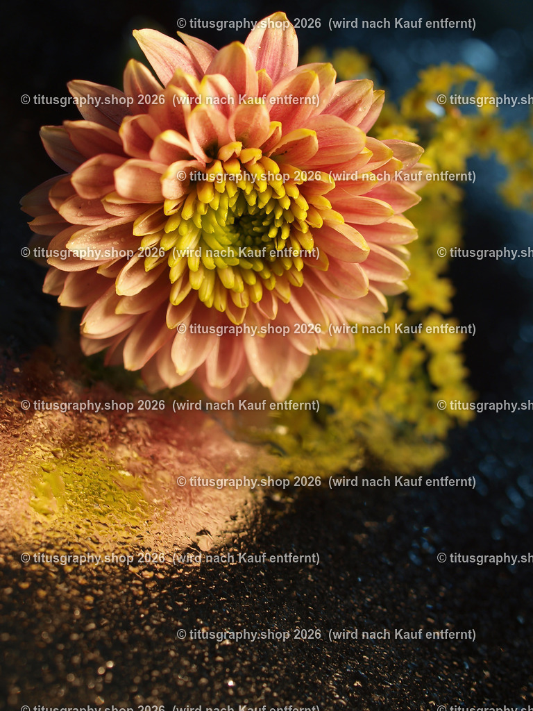 titusgraphy_P7088783-vz-ln | titusgraphy-shop: Geschenkideen mit Qualitätsfotos. titusgraphy-shop: gift ideas with quality photos. titusgraphy-shop: idées cadeaux avec photos de qualité.  - Realisiert mit Pictrs.com