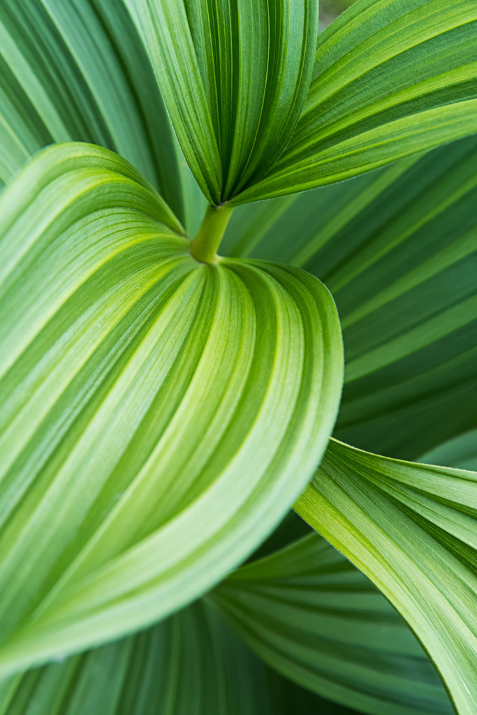 Blätter des weißen Germer | Best. Nr. d_2021_06_0445 - Realisiert mit Pictrs.com